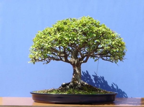 como cuidar un bonsai