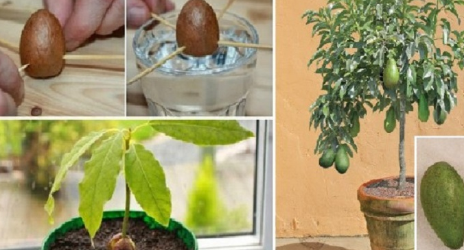 Como hacer crecer tu propio árbol de aguacate