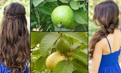 Hojas de guayaba para la caída del cabello