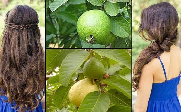 Hojas de guayaba para la caída del cabello