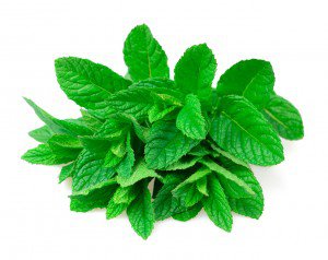 Planta medicinal menta