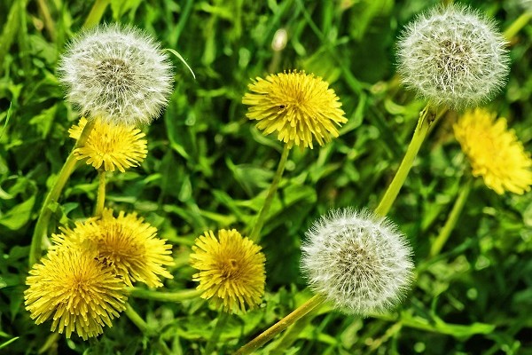 planta medicinal diente de león