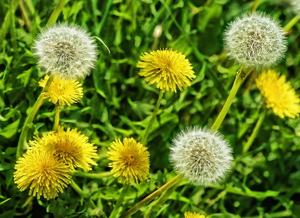 Planta diente de león