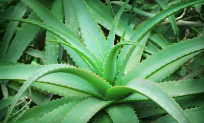 Planta medicinal Aloe vera o sábila