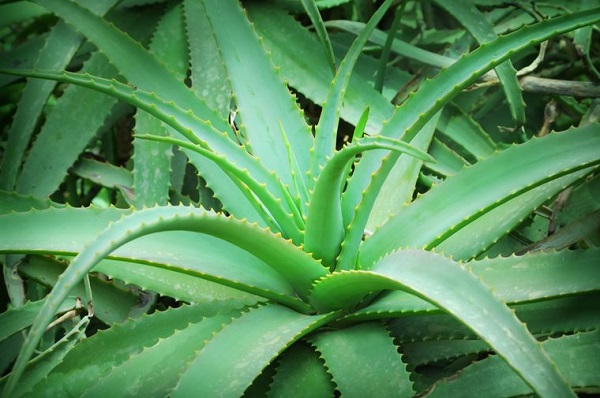 Planta medicinal Aloe vera o sábila