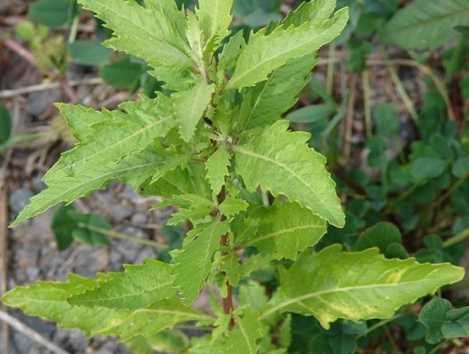 planta medicinal paico