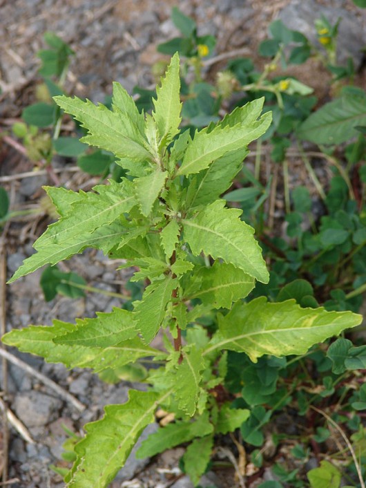 Planta medicinal paico