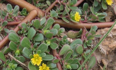 Té de verdolaga para la gastritis