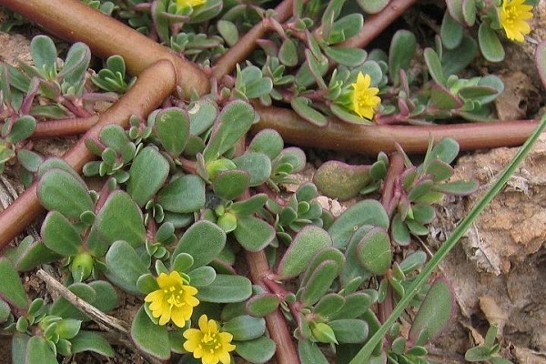 té de verdolaga para la gastritis