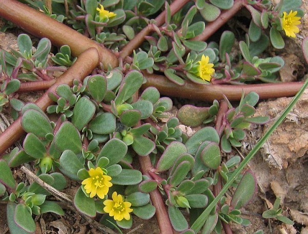 Té de verdolaga para la gastritis