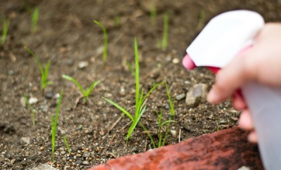 Cómo eliminar las malas hierbas con vinagre