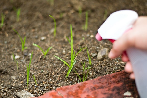 cómo eliminar las malas hierbas con vinagre