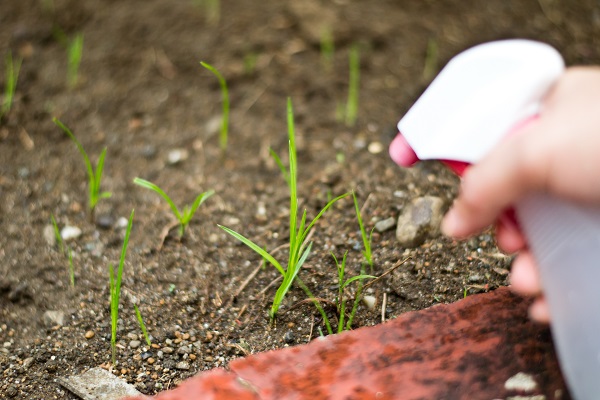 Cómo eliminar las malas hierbas con vinagre
