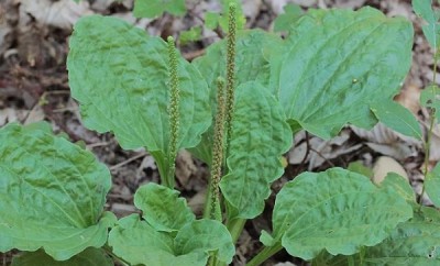 Planta medicinal llantén