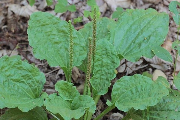 planta medicinal llantén