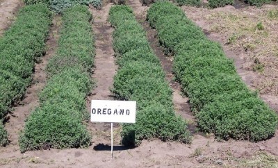 Planta medicinal orégano