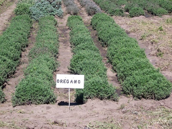 Planta medicinal orégano