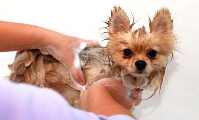 Cómo bañar un perro en casa