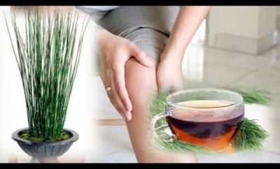 Infusión para bajar el ácido urico