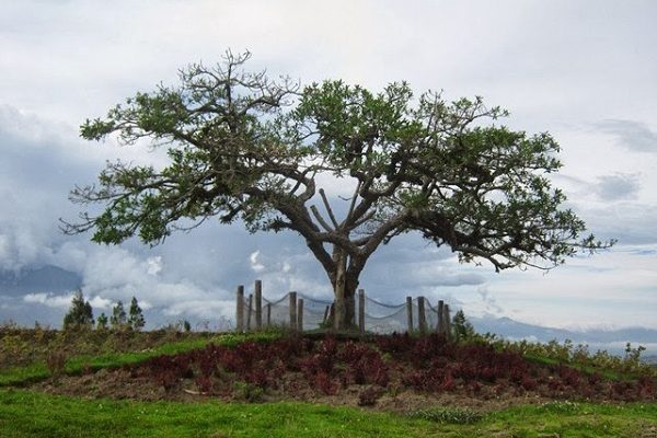 mirador el lechero-otavalo