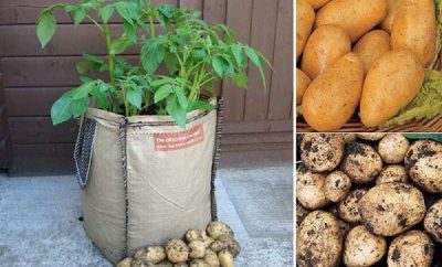 Cómo cultivar papas en sacos