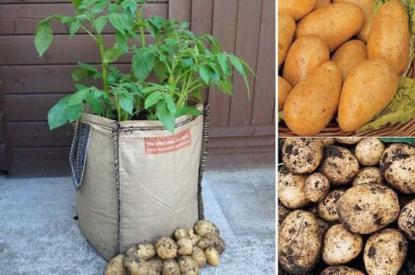 Cómo cultivar papas en sacos