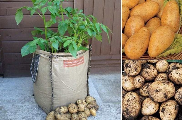 cómo cultivar papas en sacos