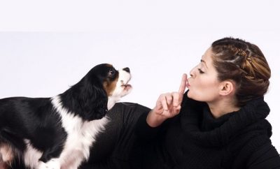 Cómo educar a un perro para que no ladre mucho