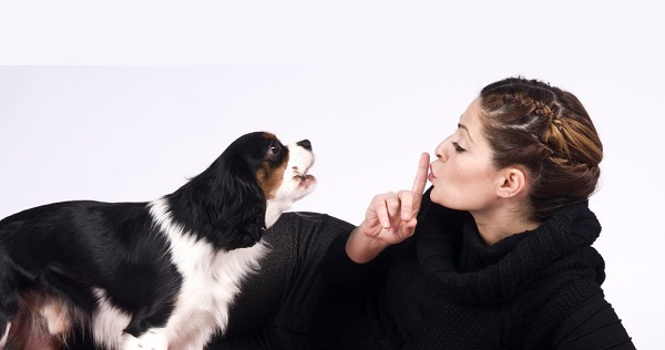 cómo educar a un perro para que no ladre mucho