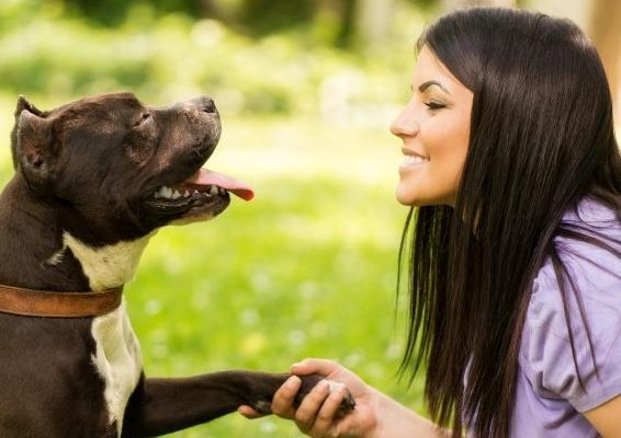 enseña a tu perro a dar la pata