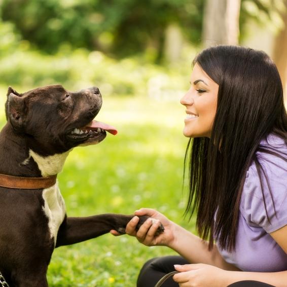 Enseña a tu perro a dar la pata