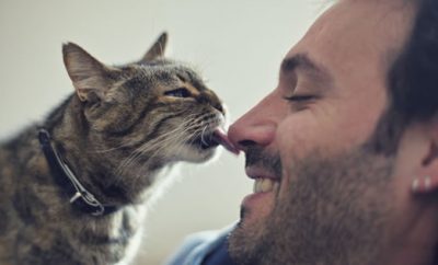 Beneficios de tener un gato en casa