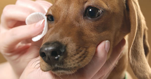 Cómo limpiar los ojos de los perros