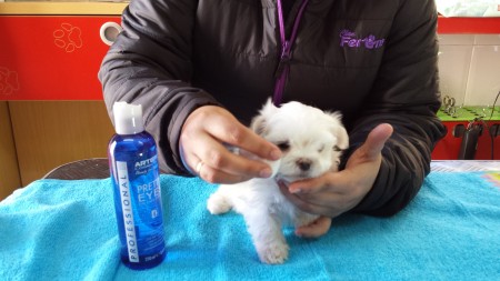 Cómo limpiar los ojos de los perros