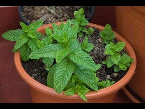 Plantas que atraen buenas energías