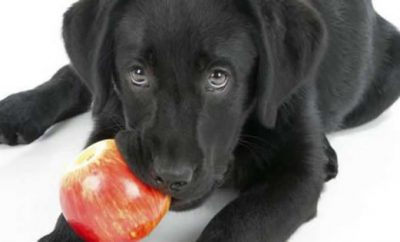 Qué frutas son buenas para mi perro