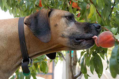 Qué frutas son buenas para mi perro