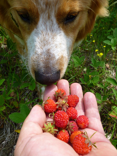 Qué frutas son buenas para mi perro