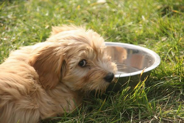 cómo tomarle fotos a mi perro