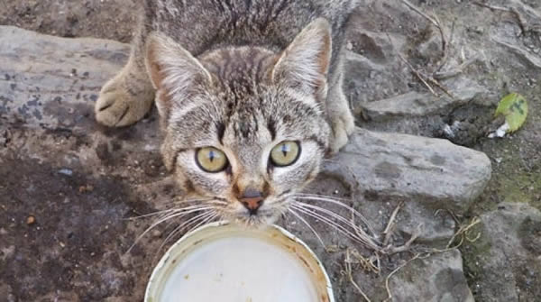 Tips para ahuyentar a los gatos