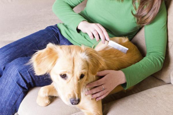 Cómo eliminar la caspa en un perro