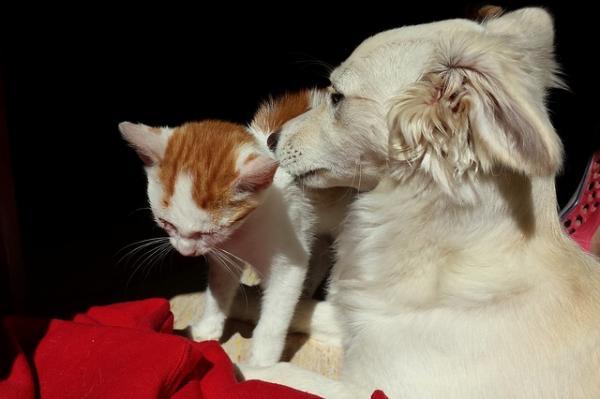 cómo evitar que mi perro ataque a los gatos