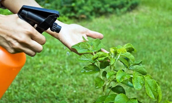 insecticida casero de ajo