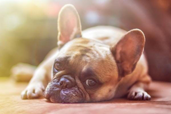 cómo desparasitar perros con remedios caseros