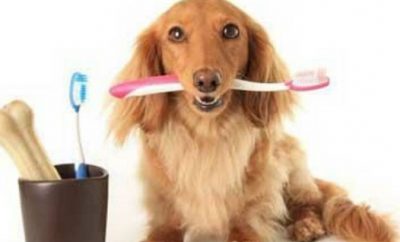 como-limpiar-los-dientes-de-un-perro-en-casa