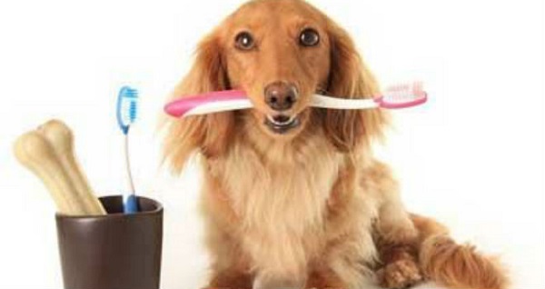 cómo limpiar los dientes de un perro en casa
