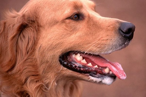 enjuague bucal casero para perros