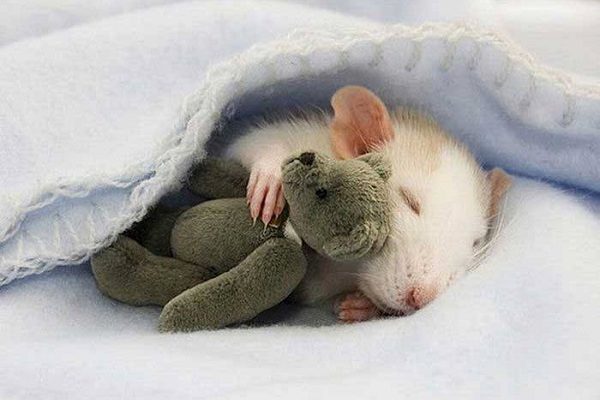 significado de soñar con  ratones