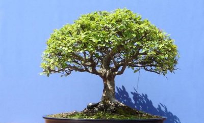 como cuidar un bonsai