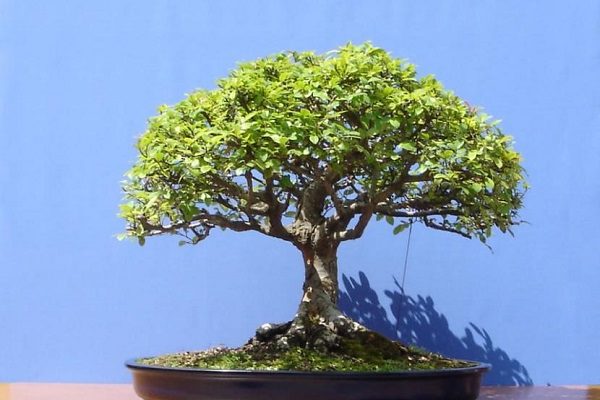 cómo cuidar un bonsái